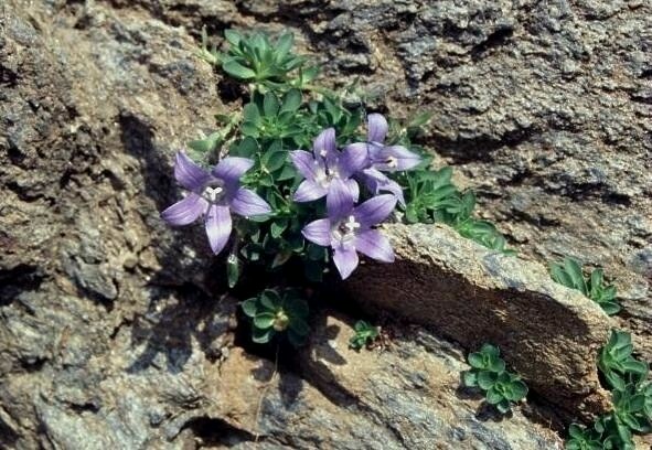 Campanula cenisia / Campanula del Moncenisio
